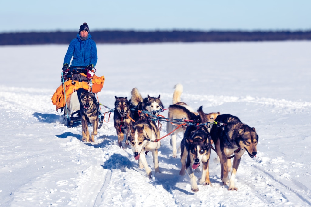 huskies in snow - lapland arctic expedition