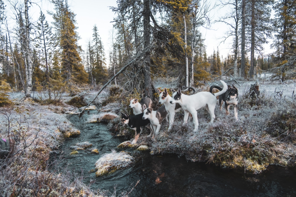 husky puppy team in lapland finland